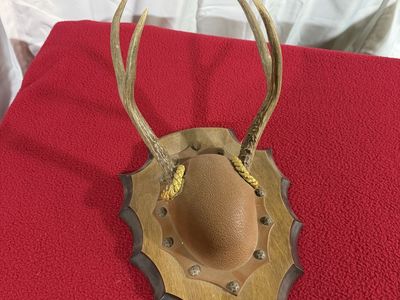 Vintage Mounted Deer Antlers on Decorative Wooden Plaque
