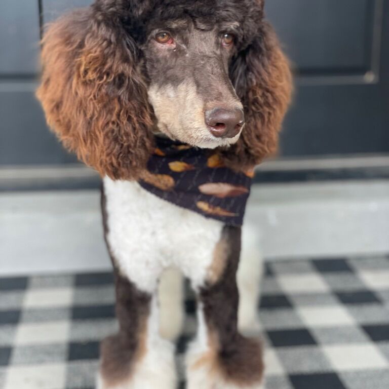 AKC Purebred Chocolate Tri Poodle For stud