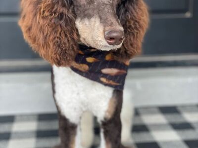 AKC Purebred Chocolate Tri Poodle For stud