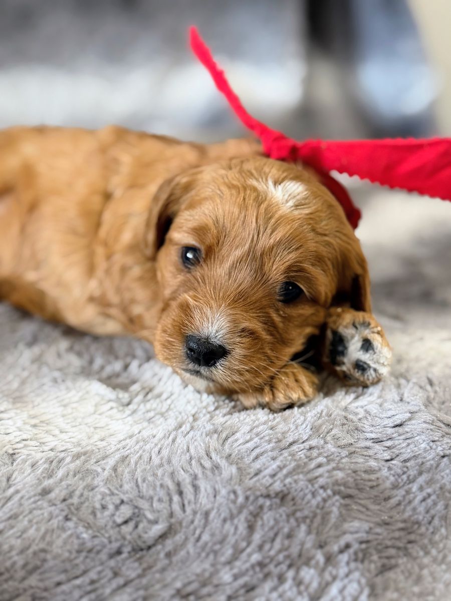 F1 Medium Red Goldendoodle Puppies