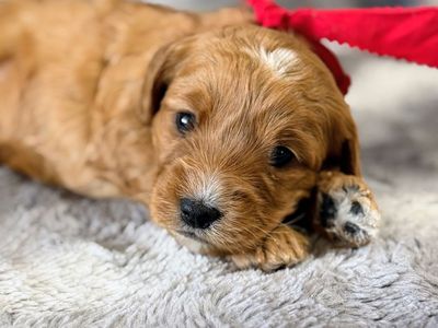 F1 Medium Red Goldendoodle Puppies