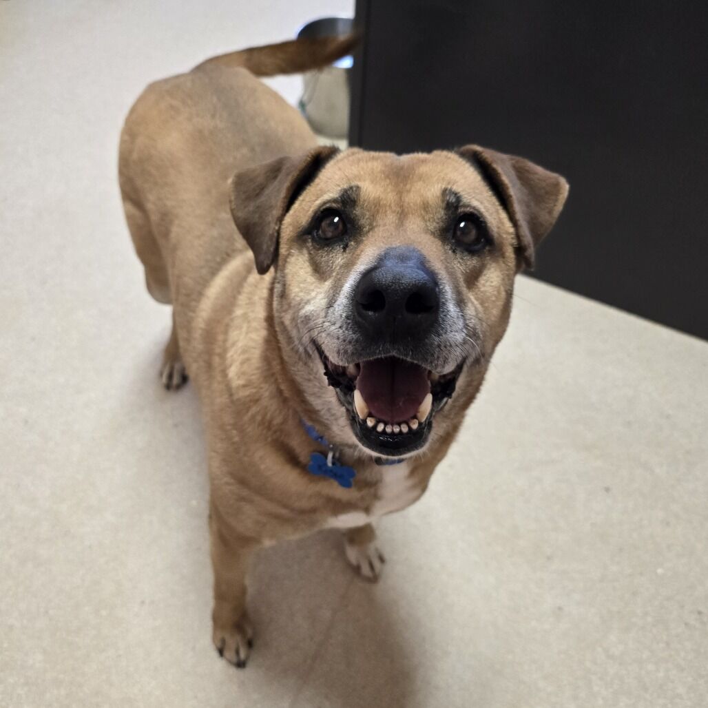 Hello my name is Rosie