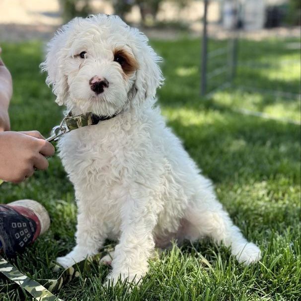 Meet Our Adorable English Setter Doodles!