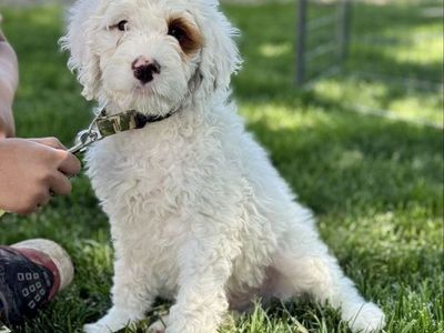 Meet Our Adorable English Setter Doodles!