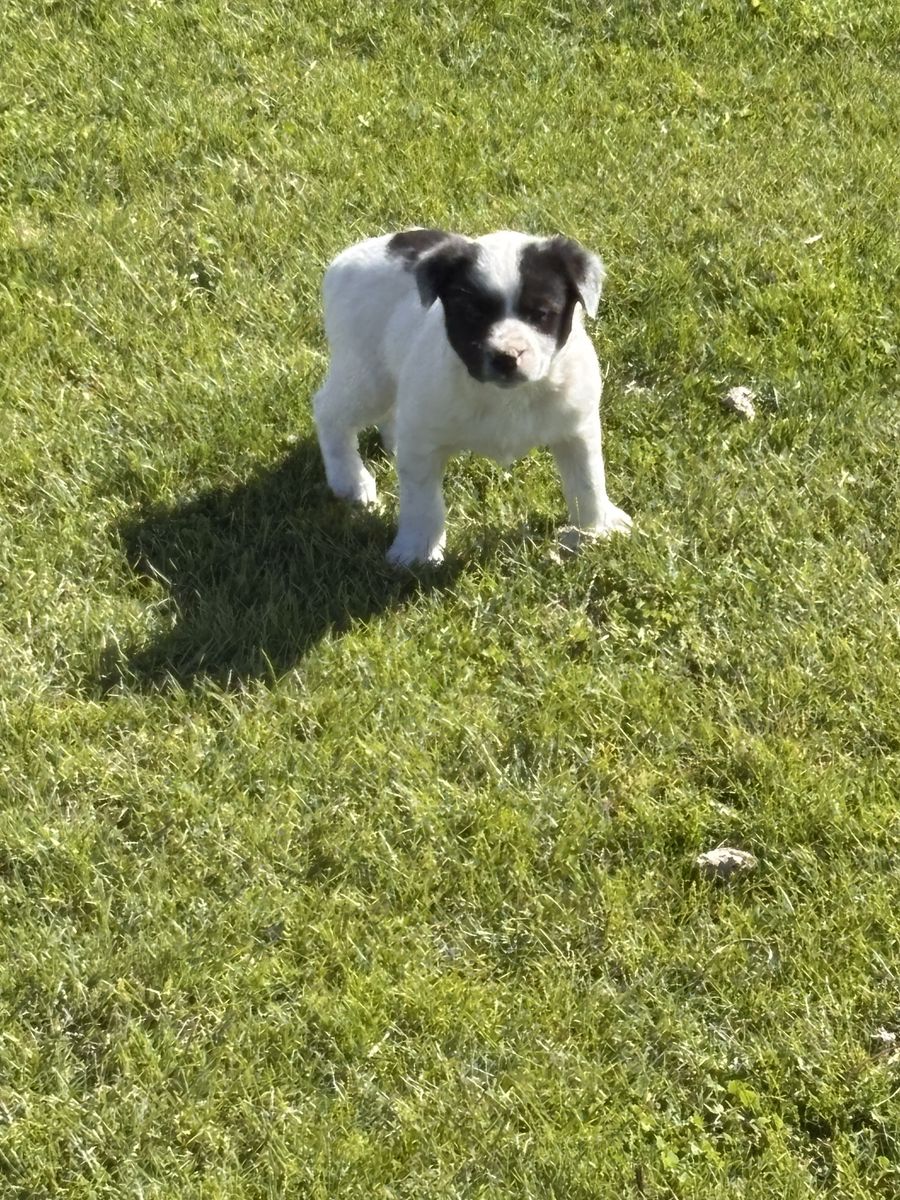 Stock dog puppies Mcnab X Heeler
