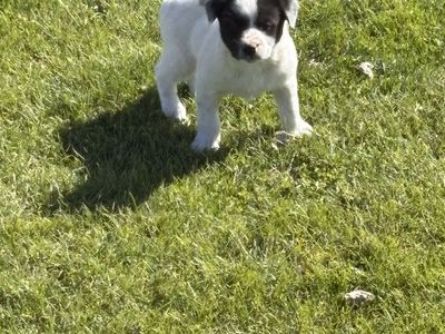 Stock dog puppies Mcnab X Heeler