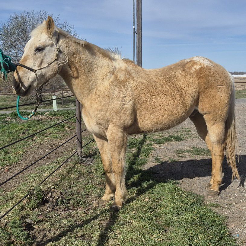 18 year old Appy gelding