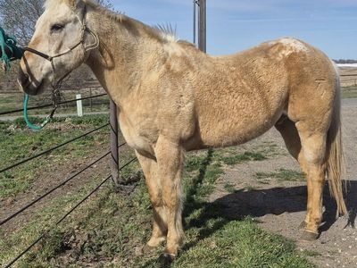 18 year old Appy gelding