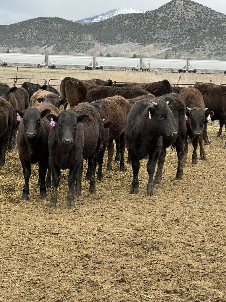 Wagyu Cross Calves