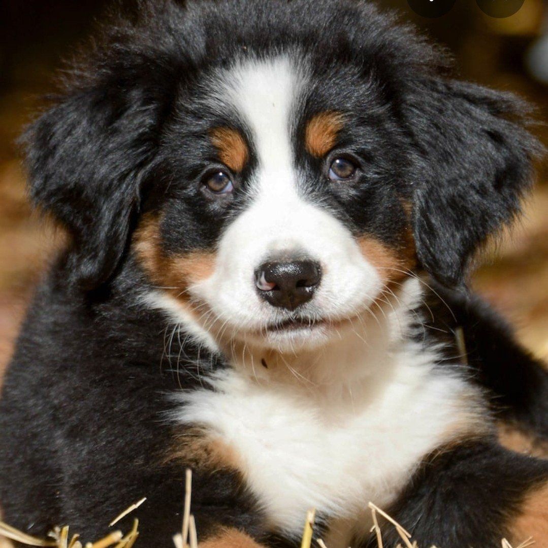 Luxury Champion Bloodline Bernese Mountain Puppy