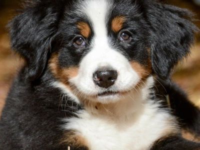 Luxury Champion Bloodline Bernese Mountain Puppy