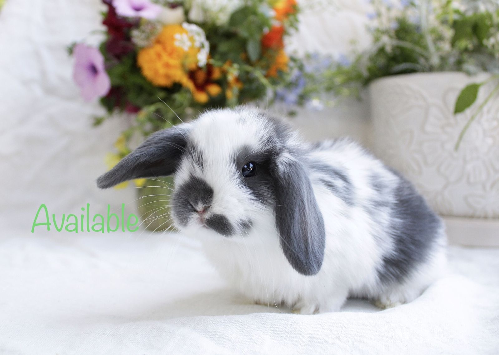 Super friendly mini lop rabbit for sale