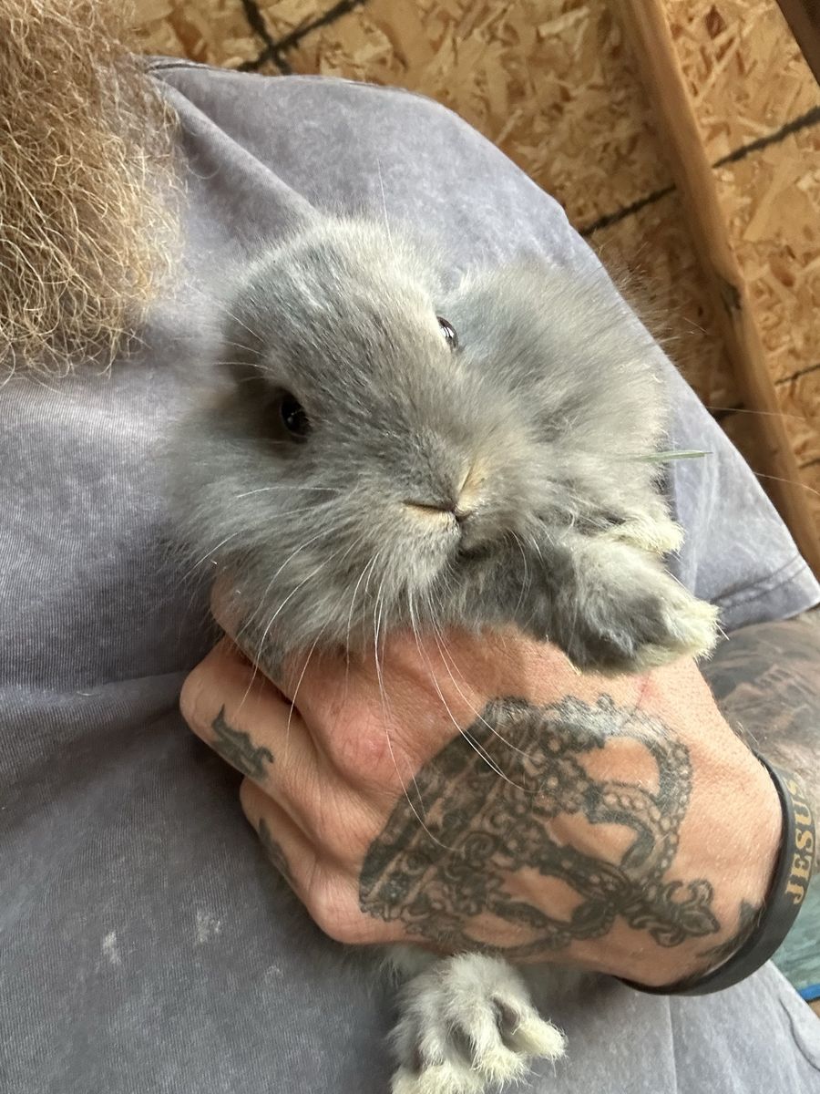 Silver Fox/ Lion Head