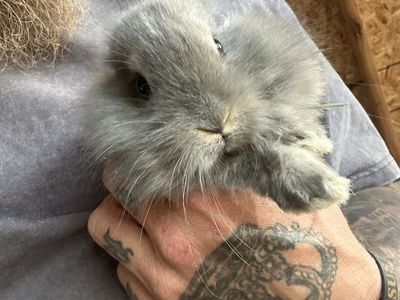 Silver Fox/ Lion Head