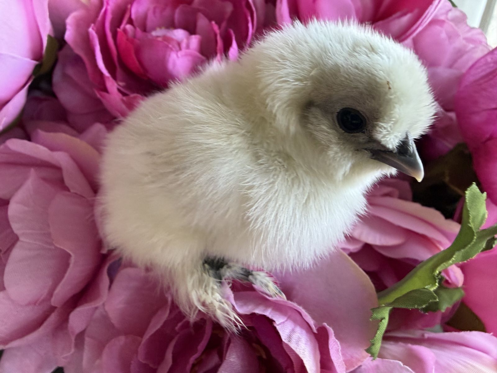 Splash Silkies for sale