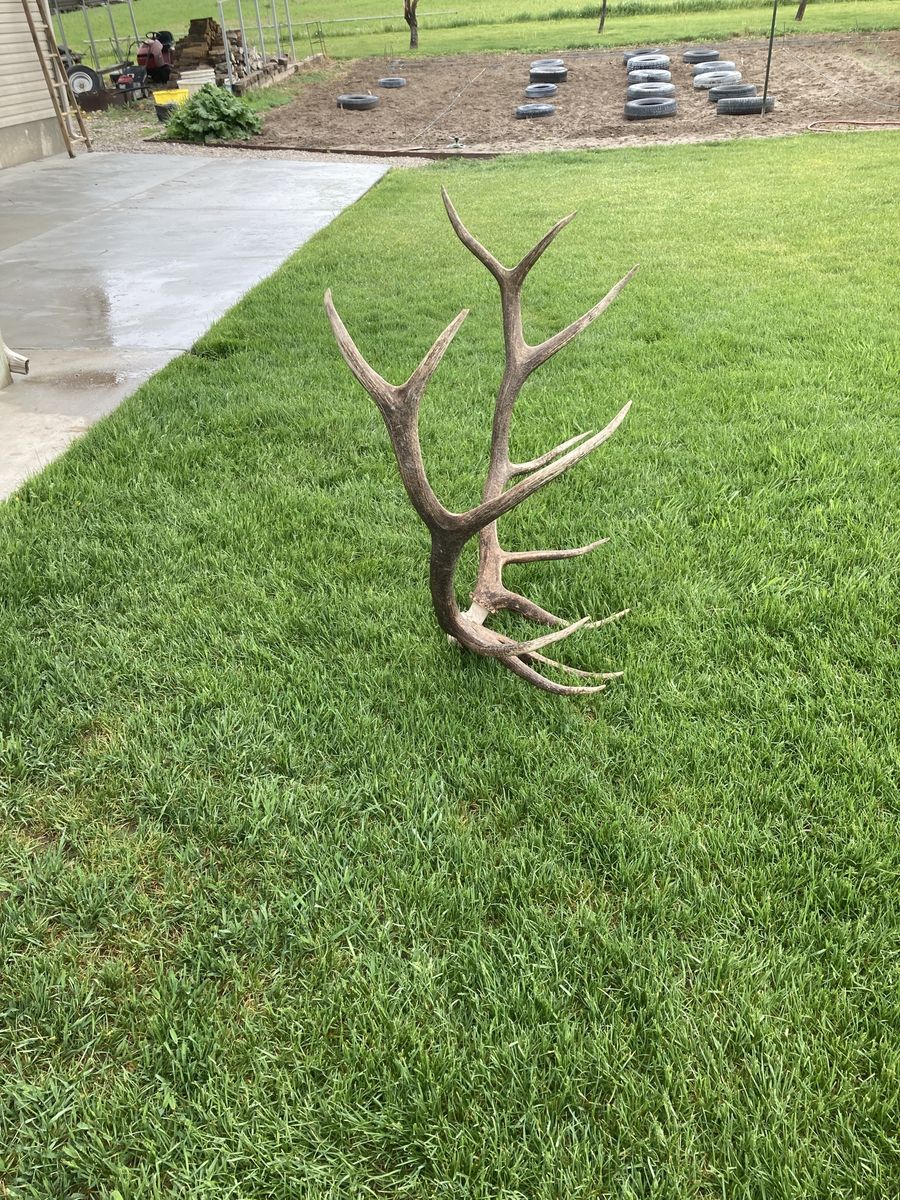 310 inch bull elk