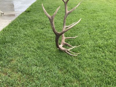 310 inch bull elk