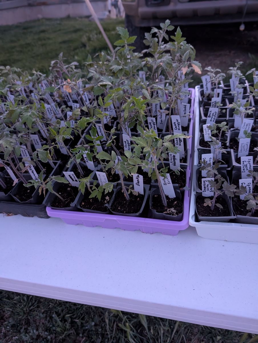 Heirloom tomato starts