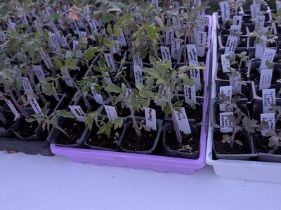 Heirloom tomato starts