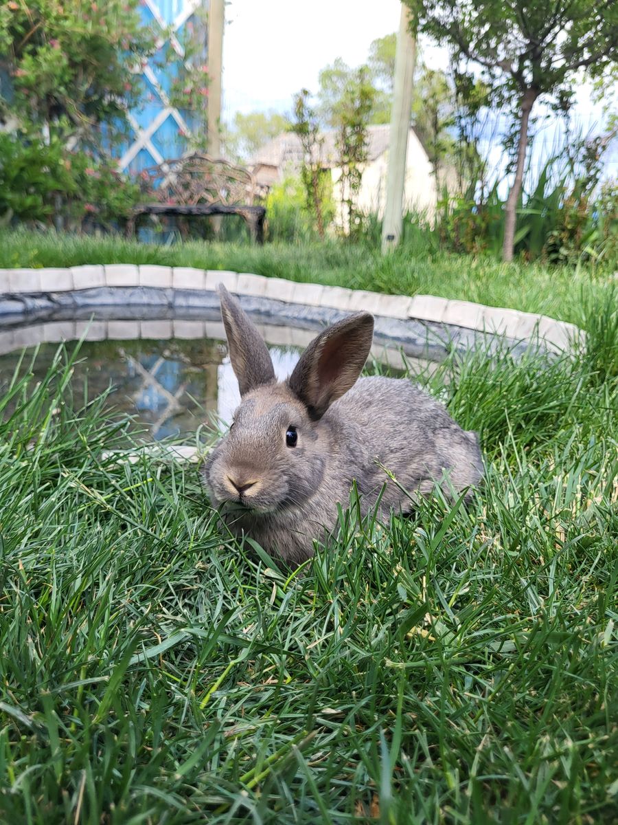 Friendly Bunnies