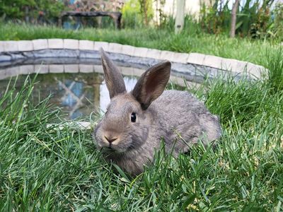 Friendly Bunnies