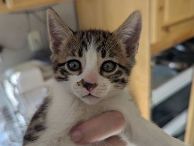 Adorable Kittens Looking for Their Forever Homes!