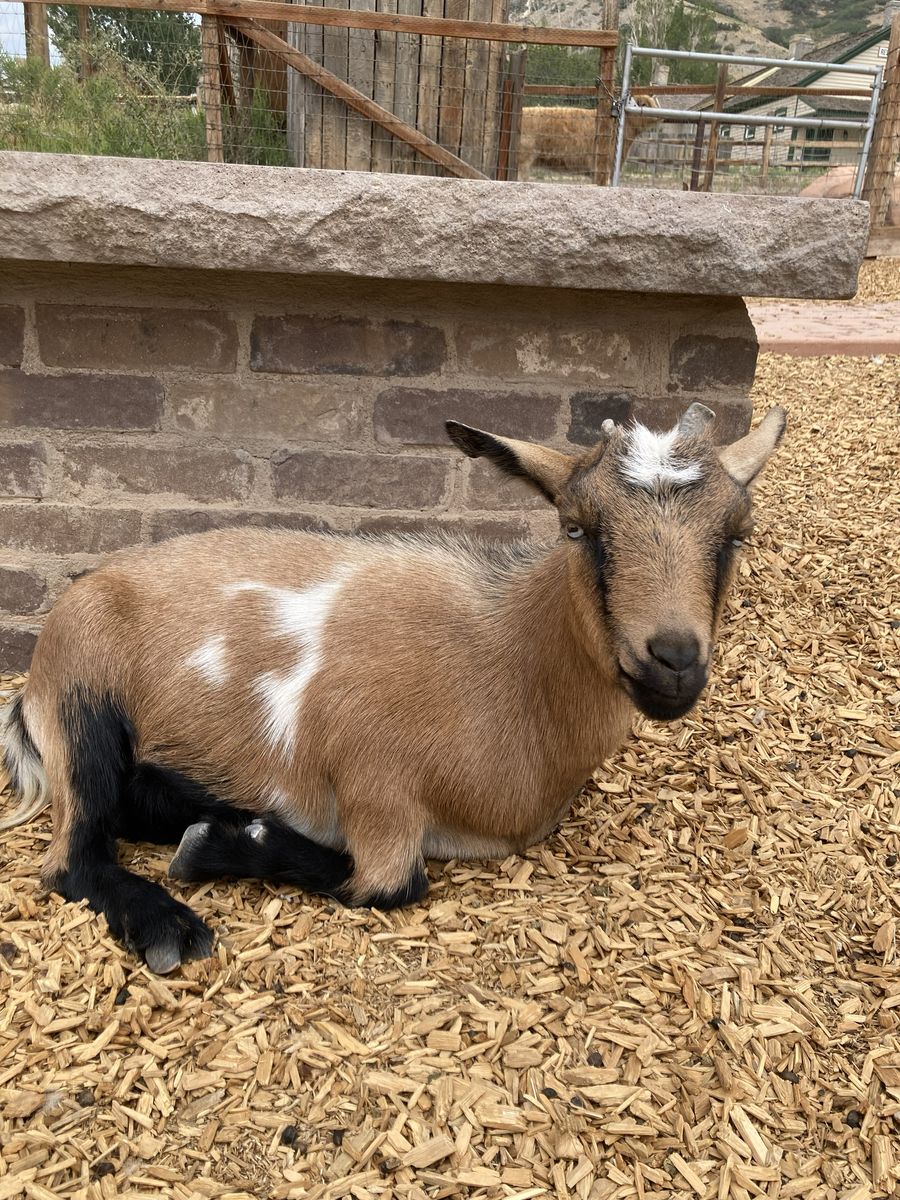 Nigerian Dwarf yearlings