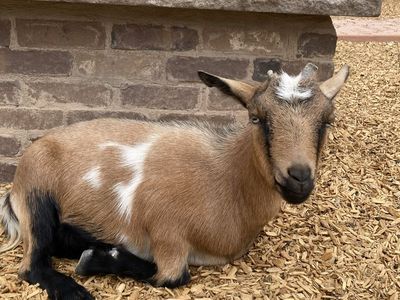 Nigerian Dwarf yearlings