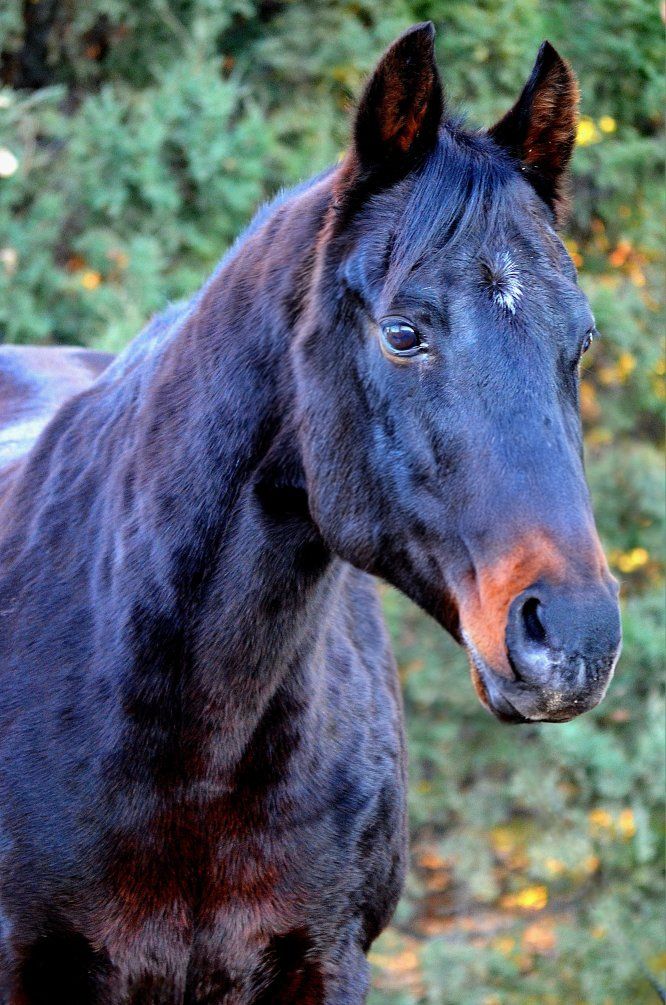 AQHA Dark Bay Mare
