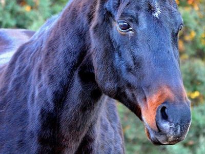 AQHA Dark Bay Mare