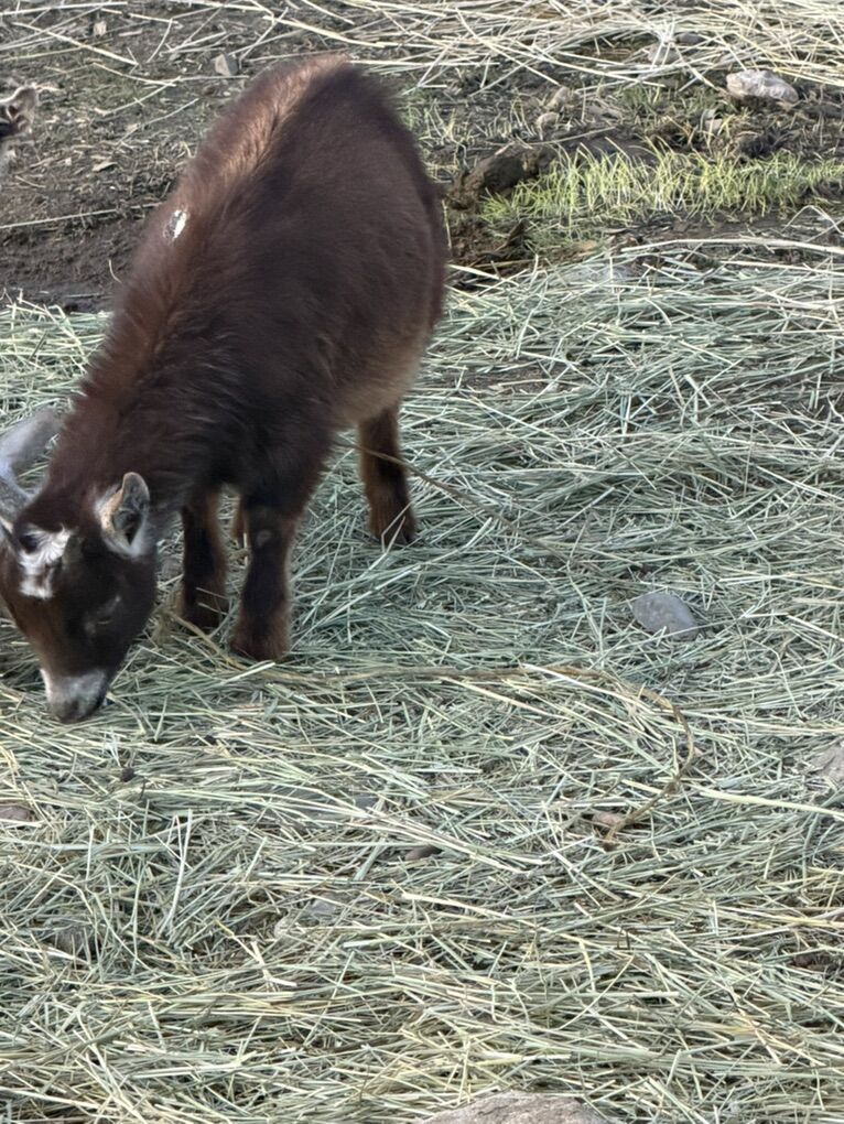 Nigerian Dwarf Goats
