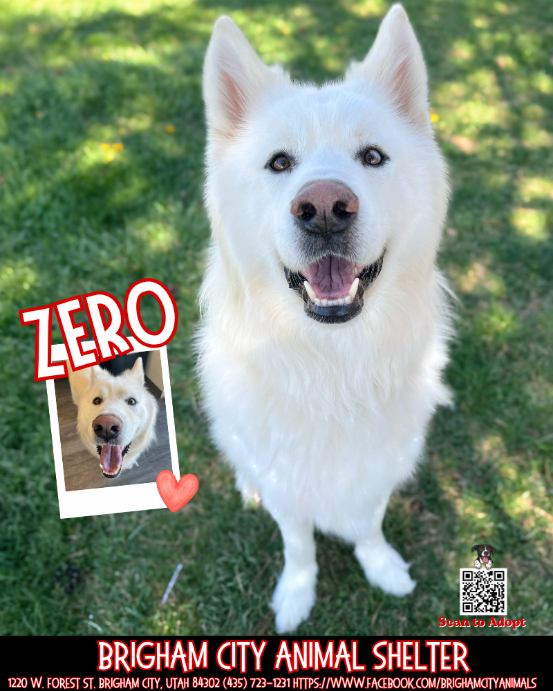 Meet Zero The Sweetest Boy Looking for a Family