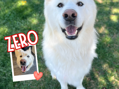 Meet Zero The Sweetest Boy Looking for a Family