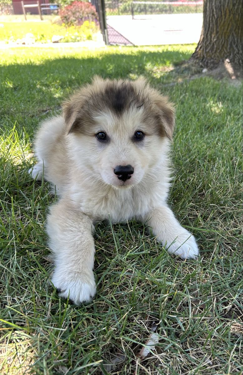Beautiful Hypoallergenic Golden Indian Dog Puppies – 4 Available – $2,000