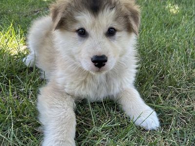 Beautiful Hypoallergenic Golden Indian Dog Puppies – 4 Available – $2,000