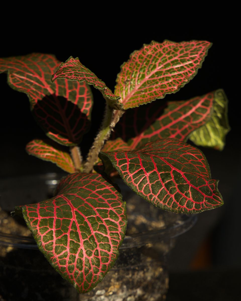 House Plant: Fittonia Forest (red)
