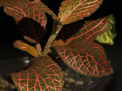 House Plant: Fittonia Forest (red)
