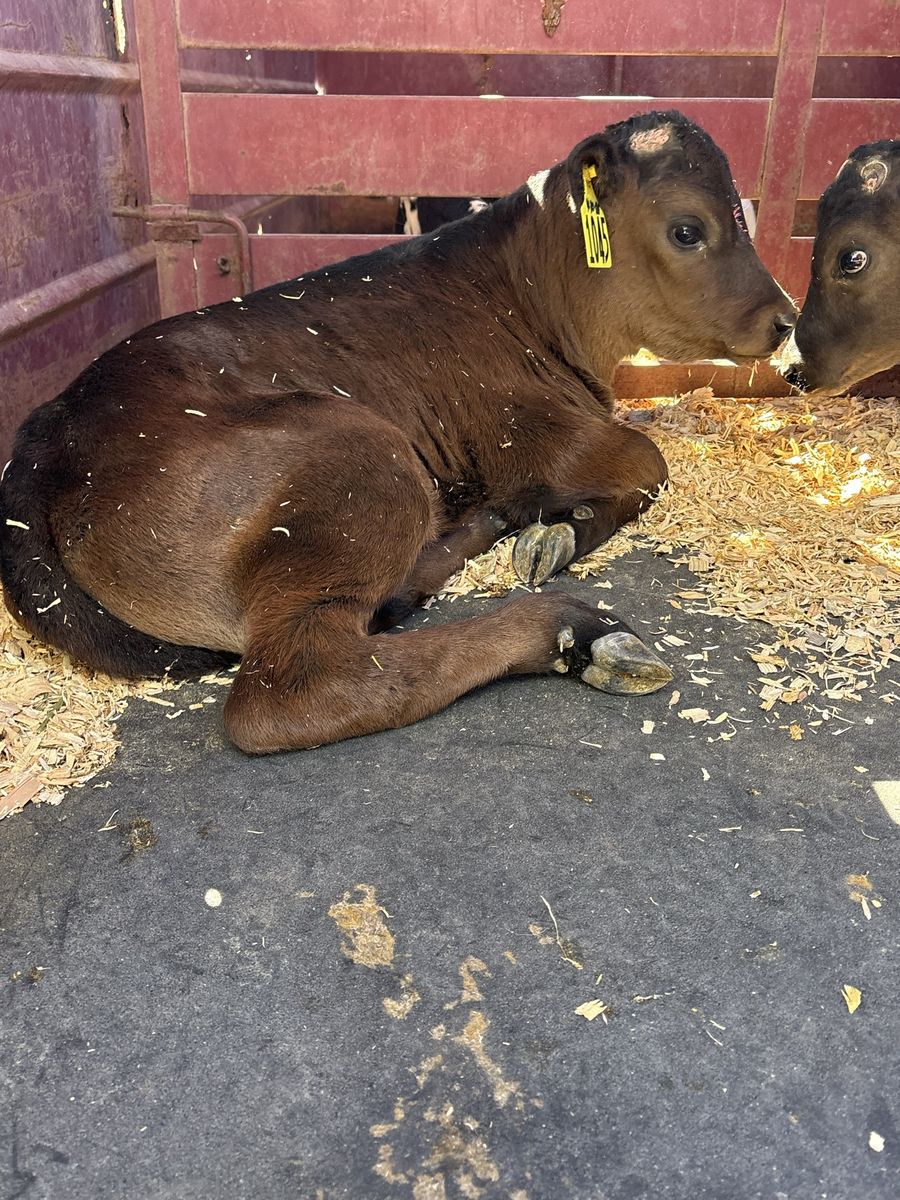 Some little beef crosses