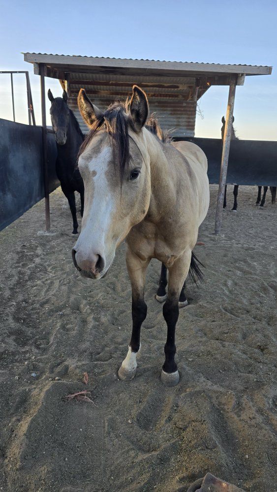 3 year old grade gelding