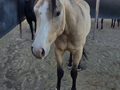 3 year old grade gelding
