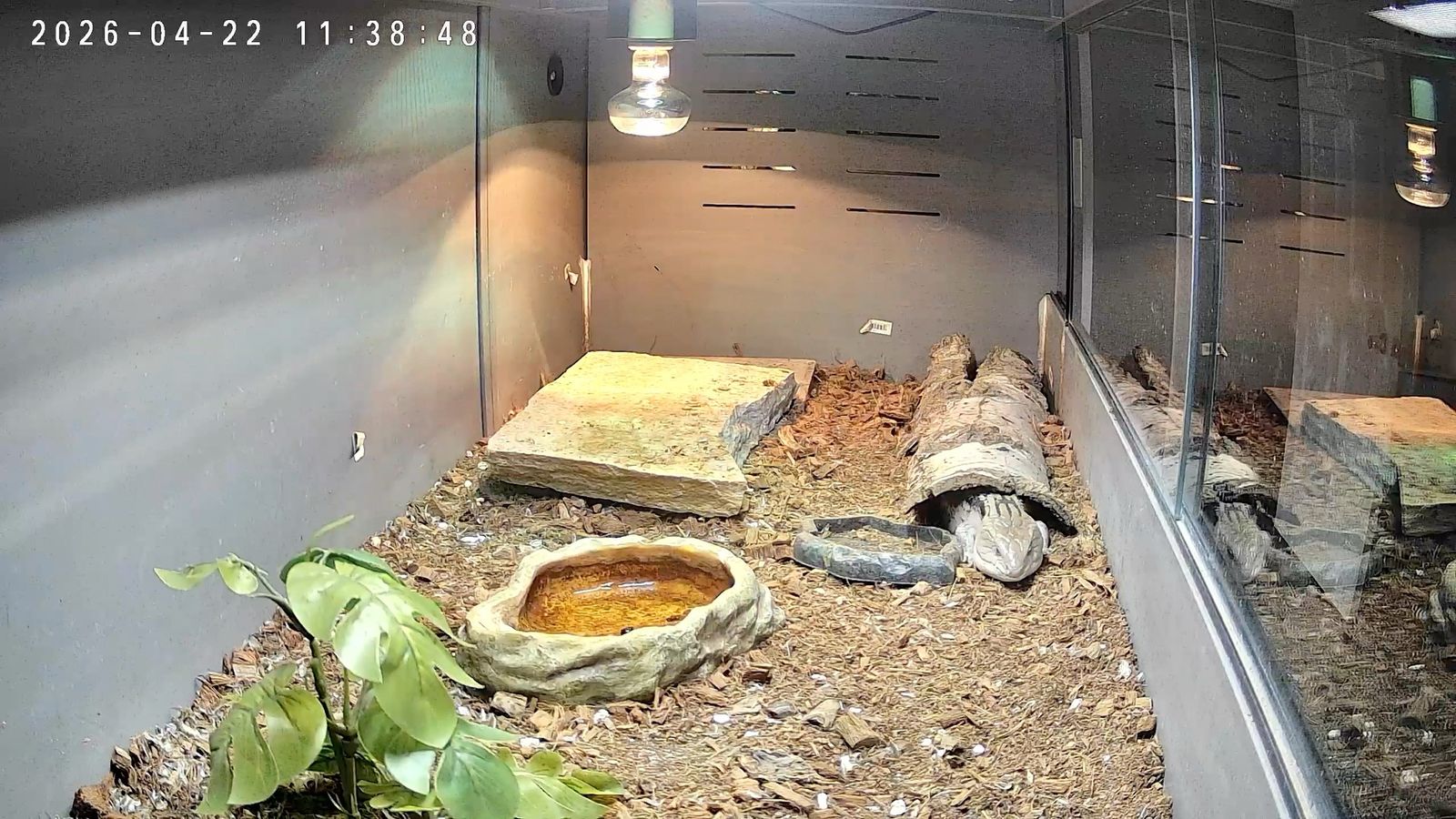 Australia Blue-tongued skink