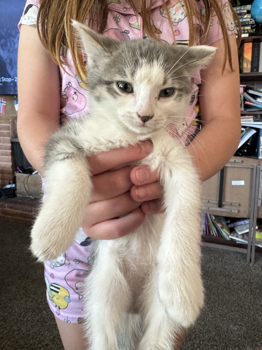 Female 9 week old kitten 