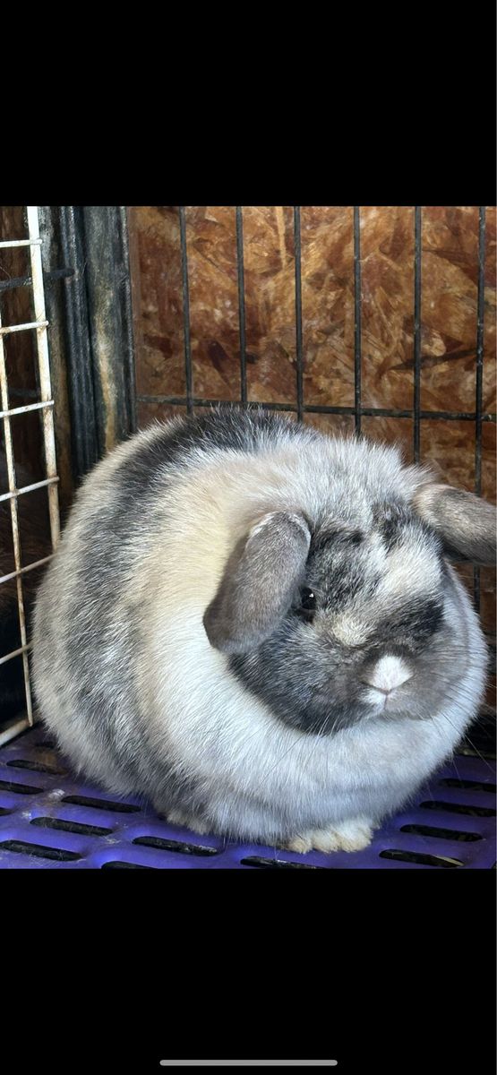 Holland lop doe Feb 2025 Pedigree