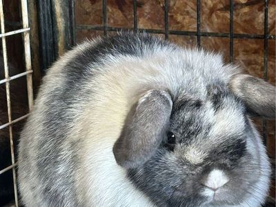 Holland lop doe Feb 2025 Pedigree
