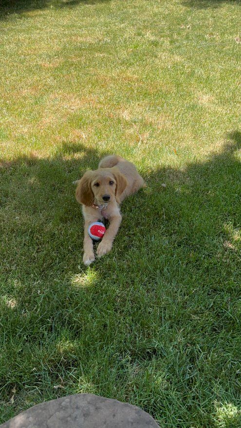 Goldendoodle puppy