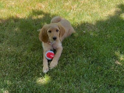 Goldendoodle puppy