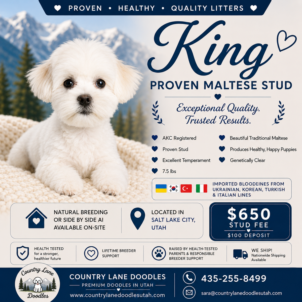 AKC Maltese Stud Service – King | Proven, Health-Tested, Imported Bloodlines