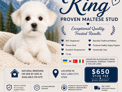 AKC Maltese Stud Service – King | Proven, Health-Tested, Imported Bloodlines