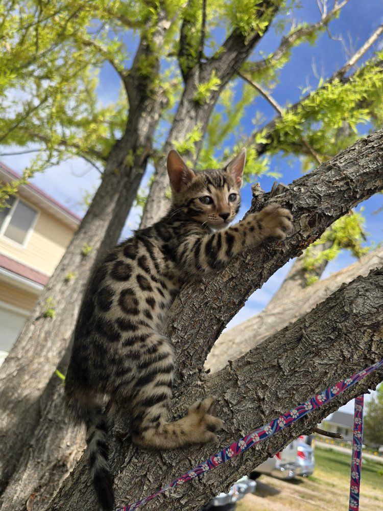 Female TICA registered Bengal kitten Available.