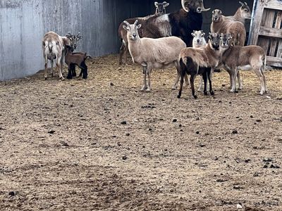 Yearling Hairsheep Lambs